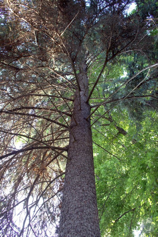 Odborné ošetření vzrostlých stromů a dalších dřevin na zahradě: IMG_2589