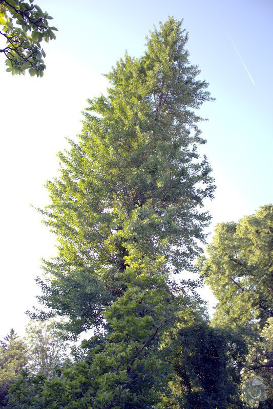 Odborné ošetření vzrostlých stromů a dalších dřevin na zahradě: IMG_2583
