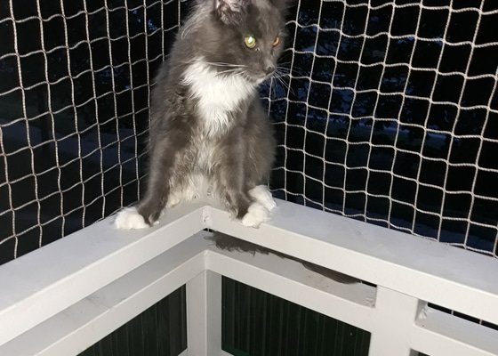 Síť na balkón pro kočky