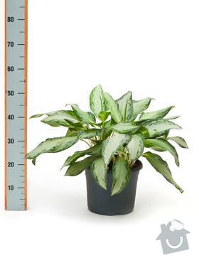 Rostliny v nádobách do interiéru: AglSilverBay