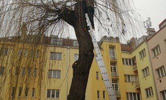 Prořezání stromu