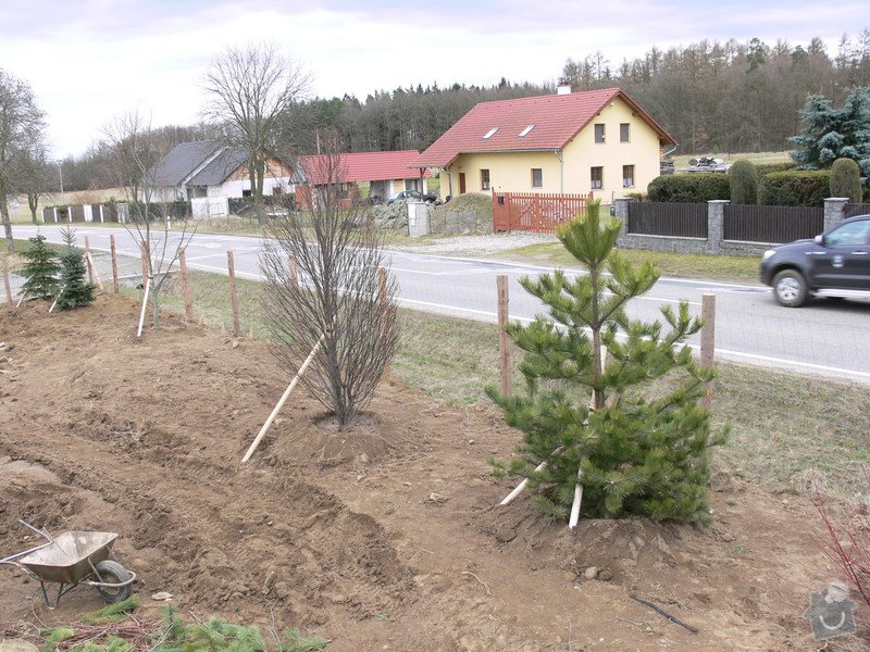 Zakladaní zahrady, vysadba vzrostlych stromu: P1490375
