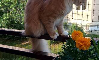 Síť na balkon pro kočky