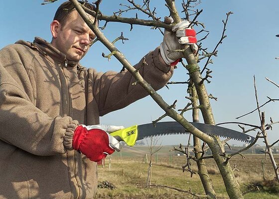 Ošetření ovocných stromů