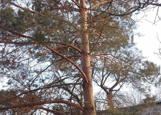Rizikové kácení stromu