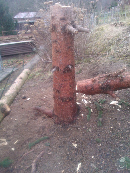 Odstranění pařezů po pokácených stromech: Kozak_parez_2