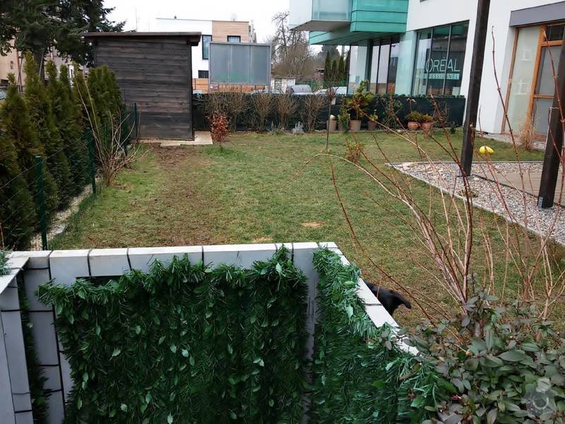 Zahradnické práce - trávník, travní koberec 35-40m2: 20150215_112628