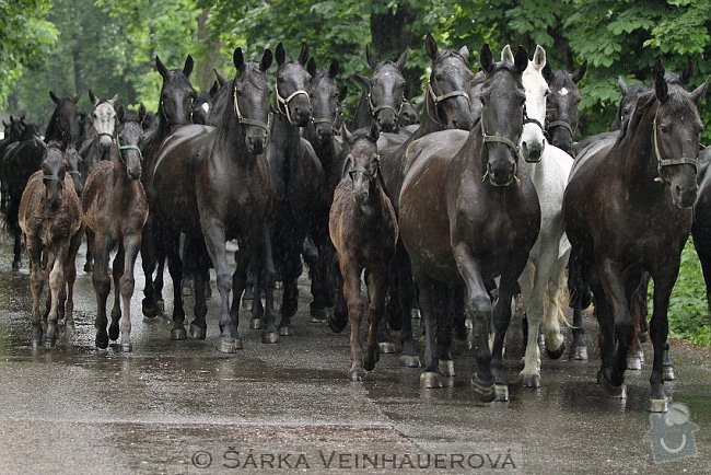 Fotografování koní: stado-starokladrubskych-klisen-210
