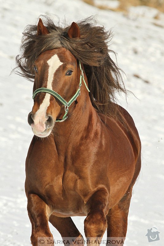 Fotografování koní: golias-368